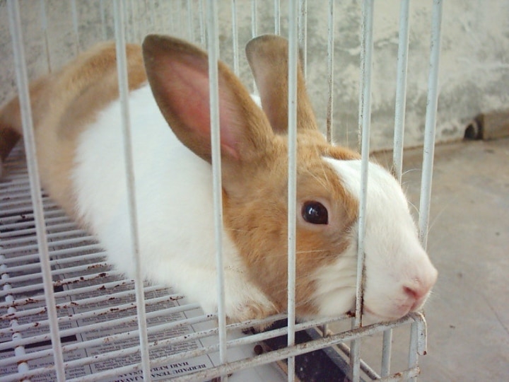 metal indoor rabbit cage with a white brown rabbit innside metal indoor rabbit cage with a white brown rabbit innside
