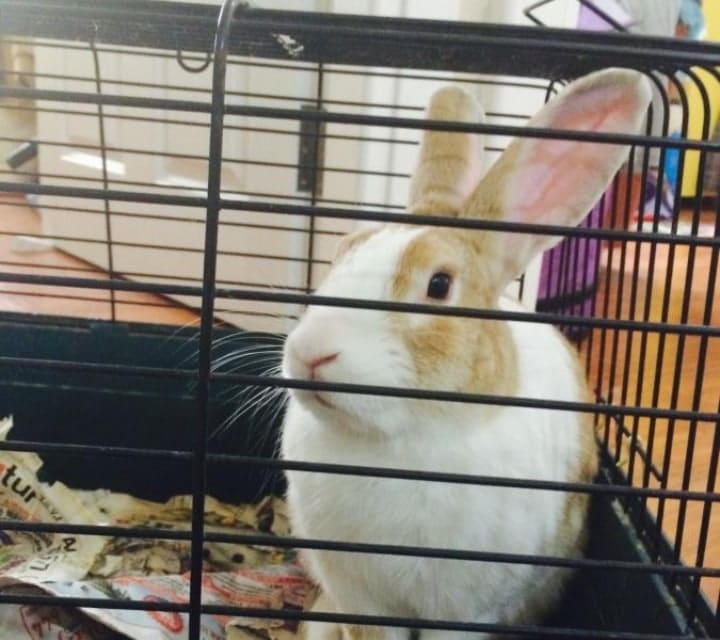 metal rabbit cage indoors metal rabbit cage indoors