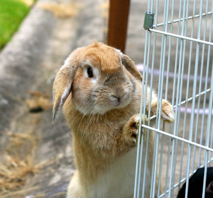 metal rabbit cage with a bunny outside metal rabbit cage with a bunny outside
