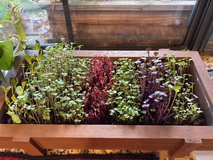 microgreen growing kit microgreen growing kit