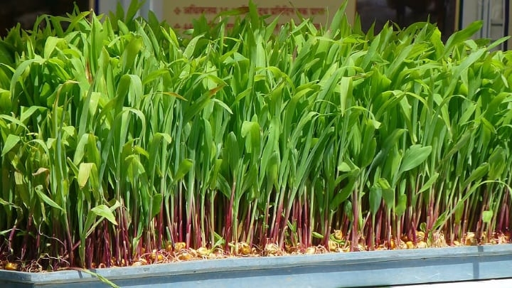 microgreen hydroponics microgreen hydroponics