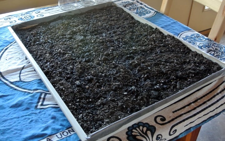 microgreen tray with soil microgreen tray with soil