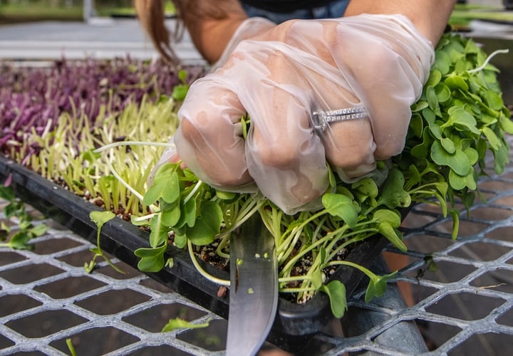 microgreens market gardening microgreens market gardening