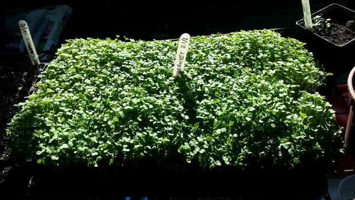 microgreens ready for harvest microgreens ready for harvest