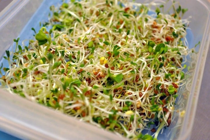 microgreens safety eating microgreens safety eating