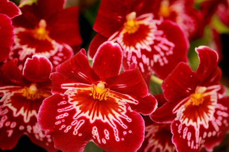 miltonia orchid miltonia orchid