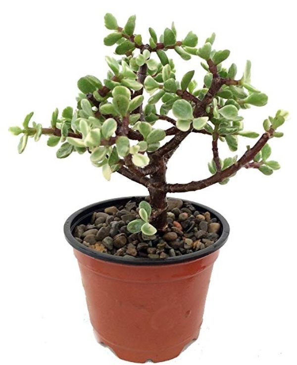 mini jade plant mini jade plant