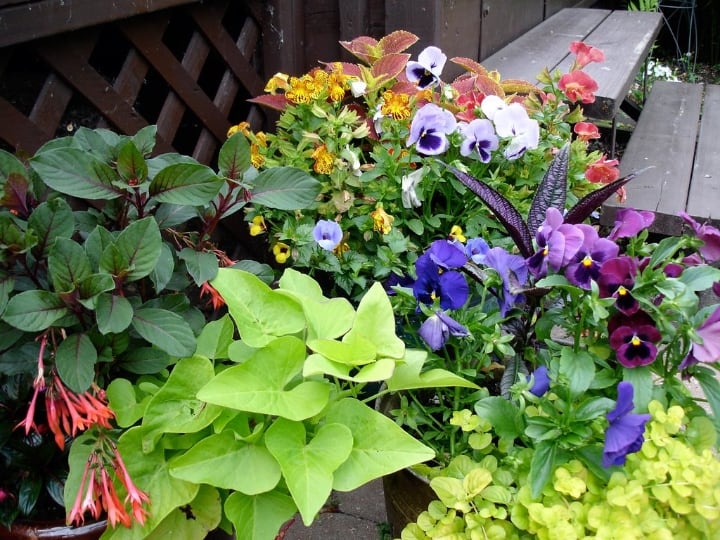 mini shade plant paradise in the garden mini shade plant paradise in the garden