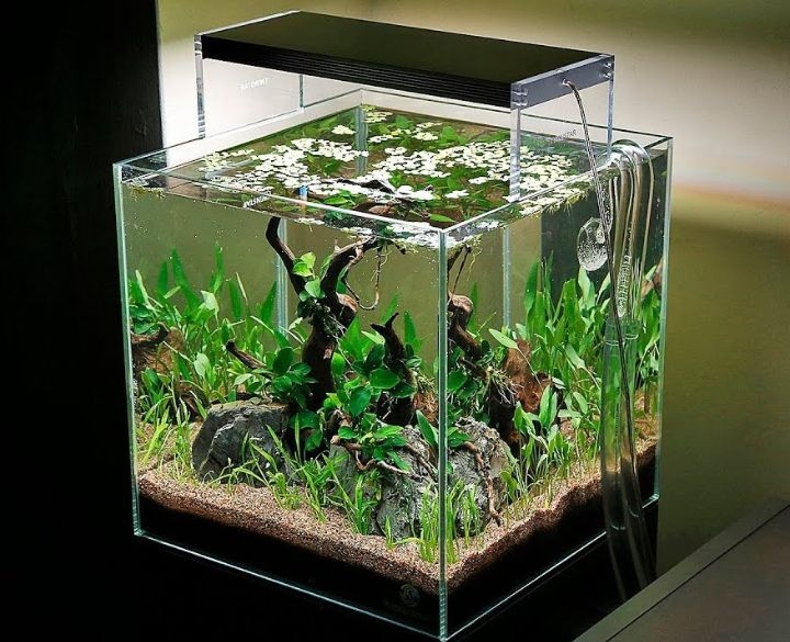 21 Mini Aquascaping Ideas: Easy Guide with Aquascaping Kits - Foter