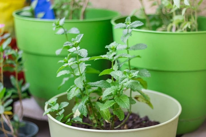 mint plant on small pot mint plant on small pot