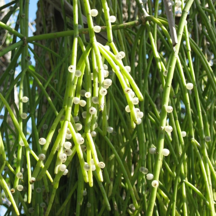 mistletoe cactus mistletoe cactus