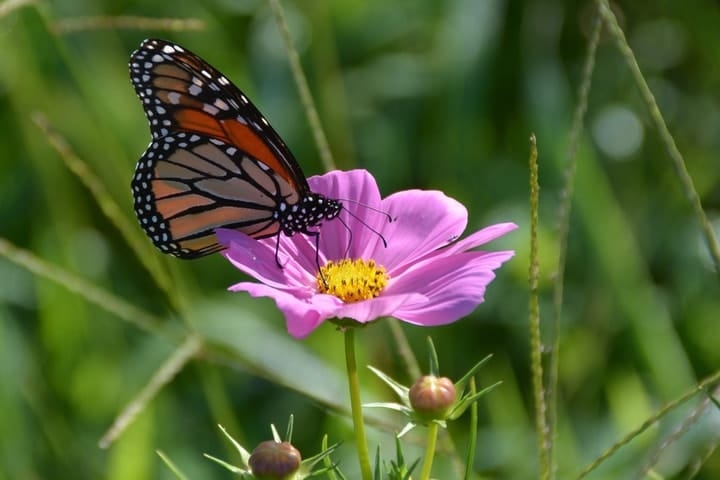 monarch butterfly on a cosmos flower monarch butterfly on a cosmos flower