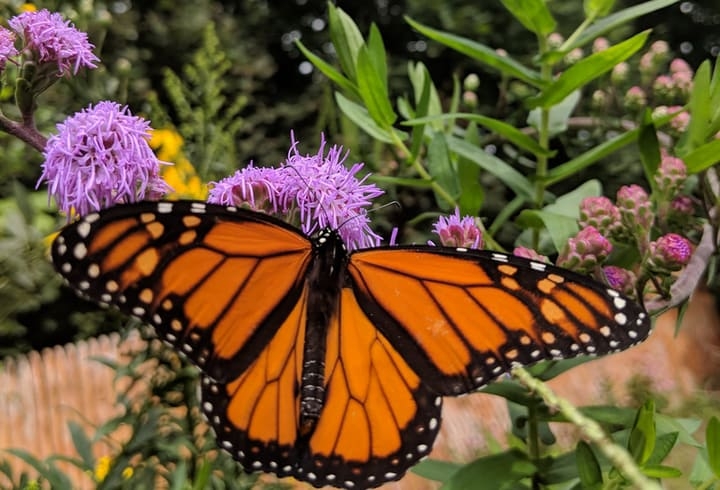 monarch butterfly on liatris monarch butterfly on liatris