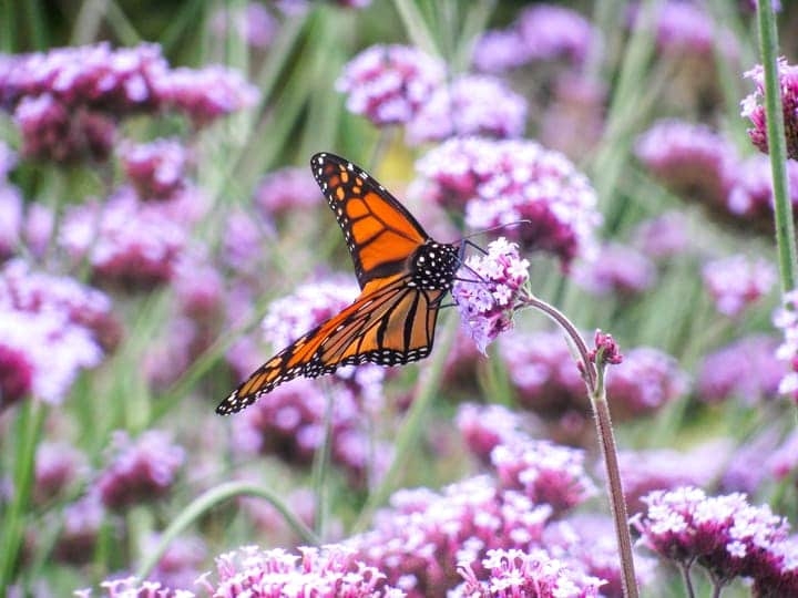 monarch butterfly on milkweed flower monarch butterfly on milkweed flower