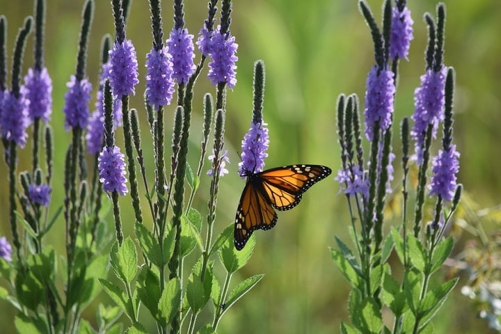 monarch butterfly on vervain flower monarch butterfly on vervain flower