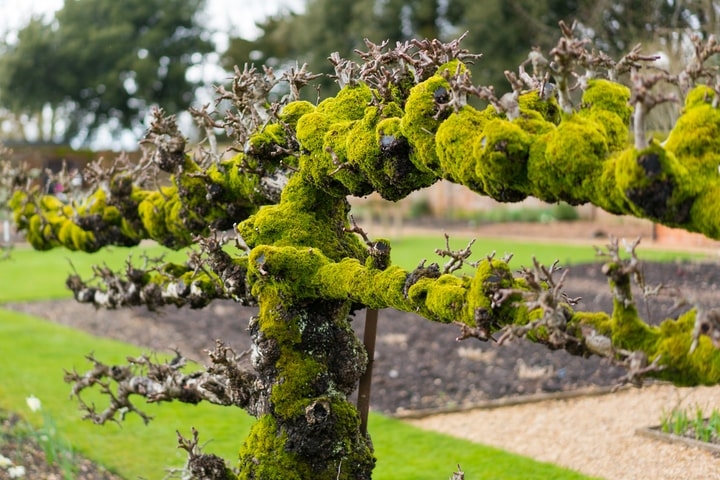 moss growing on a tree moss growing on a tree
