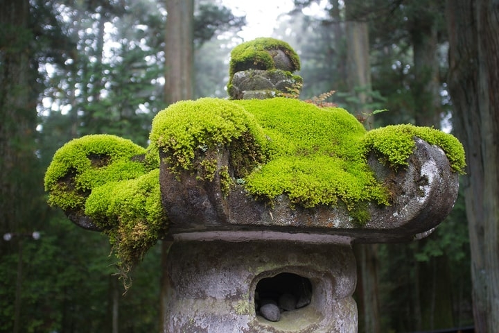 moss growing on statue moss growing on statue