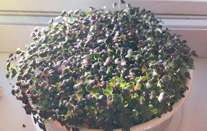 mustard microgreen mustard microgreen