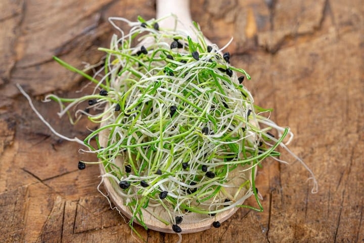 onion microgreens onion microgreens