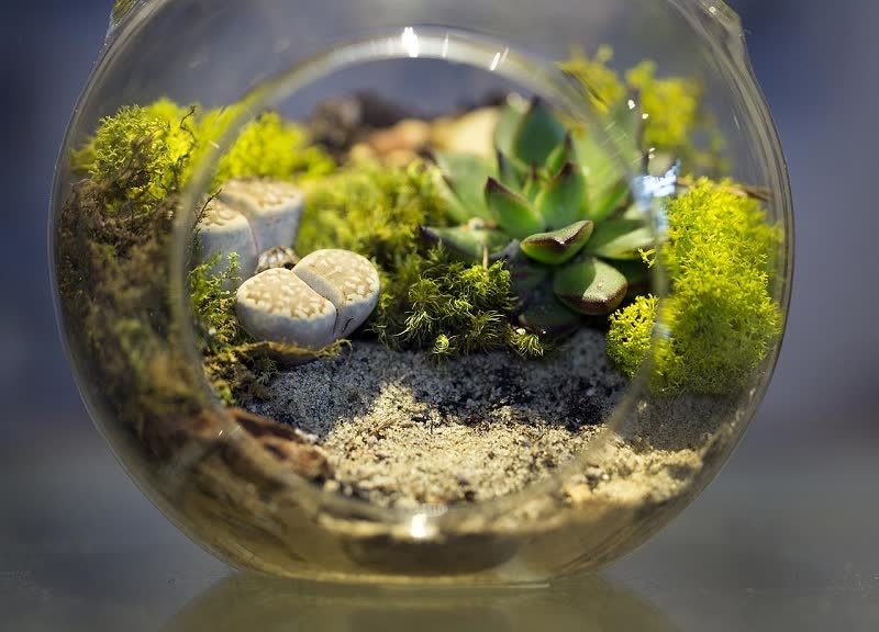 open terrarium plants