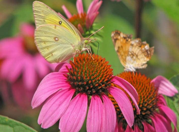 orange sulfur and pearl crescent butterflies on coneflowers orange sulfur and pearl crescent butterflies on coneflowers