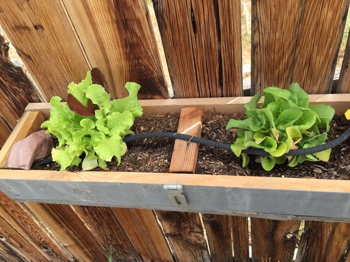 outdoor lettuce wall garden outdoor lettuce wall garden