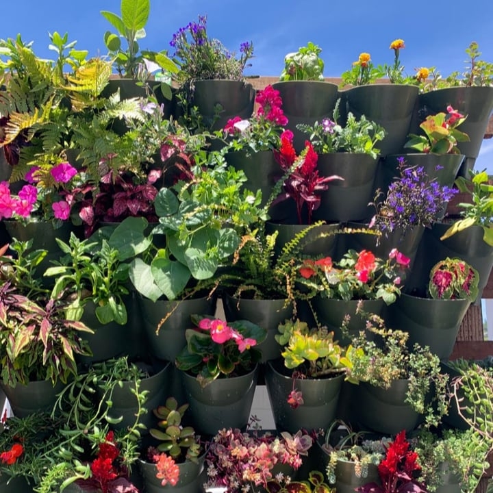 outdoor planted wall with flowers attracting butterflies and bees outdoor planted wall with flowers attracting butterflies and bees