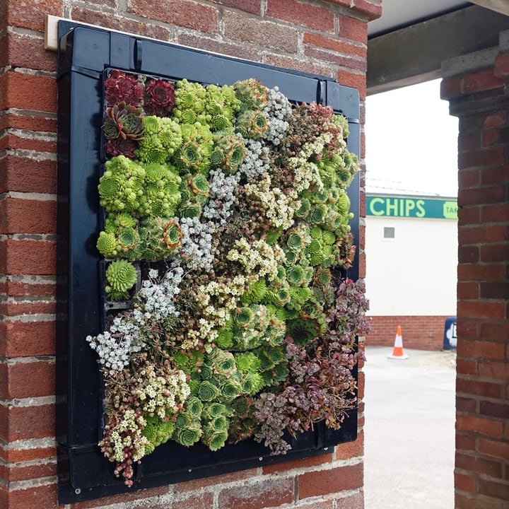 outdoor succulent wall garden outdoor succulent wall garden