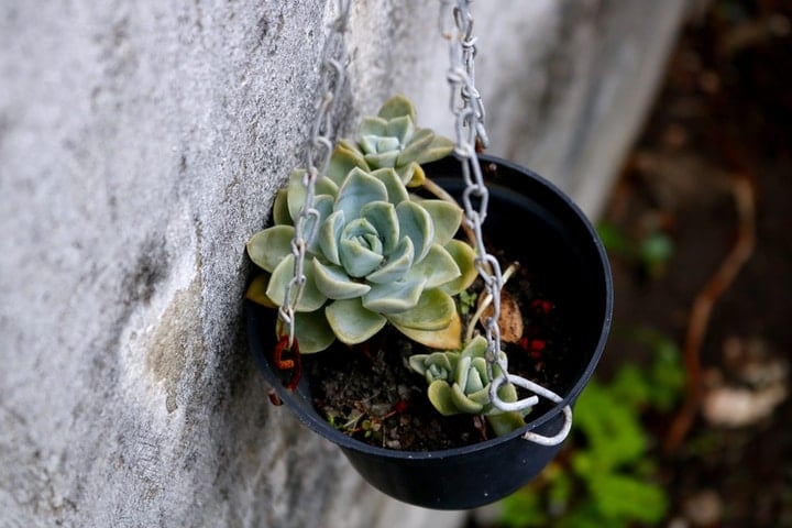 outdoor wall garden with hanging succulent pot outdoor wall garden with hanging succulent pot