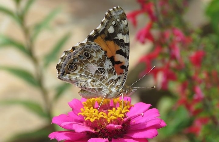 painted lady butterfly on a pink zinnia painted lady butterfly on a pink zinnia