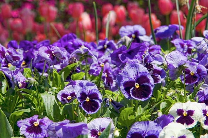 pansies butterfly flower garden pansies butterfly flower garden
