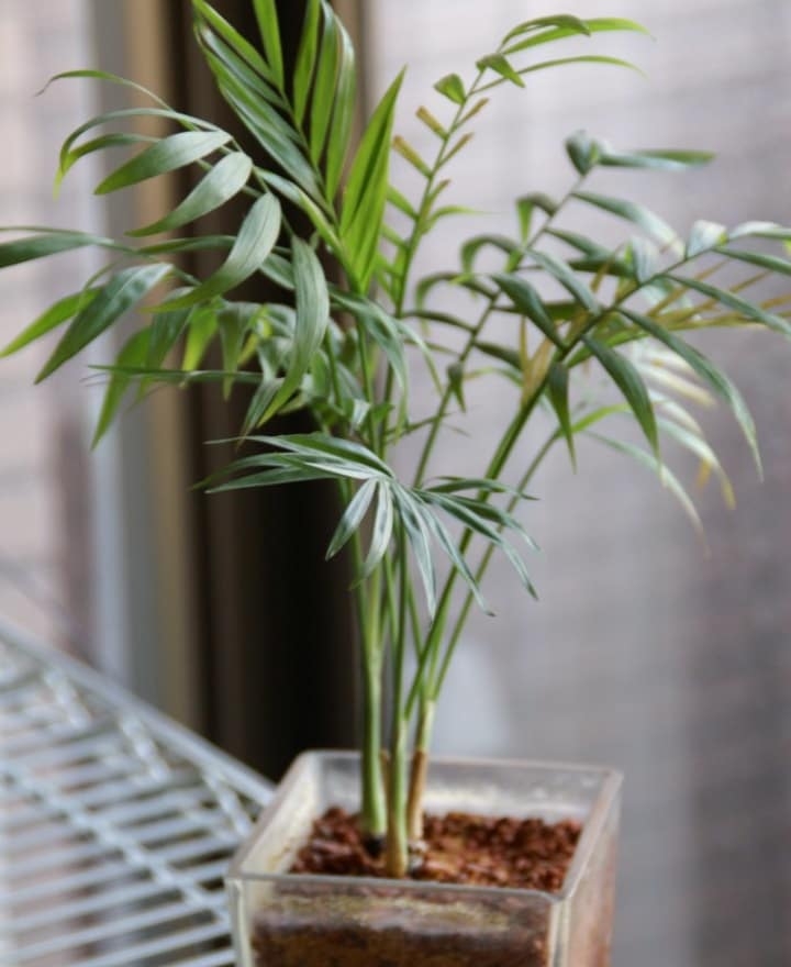 parlor palm low light indoor shade tree parlor palm low light indoor shade tree