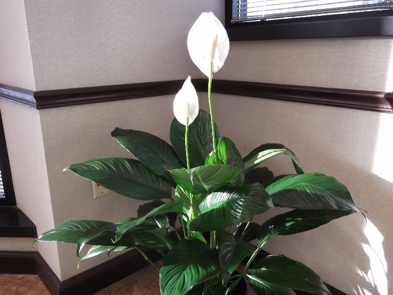 peace lily house plant peace lily house plant