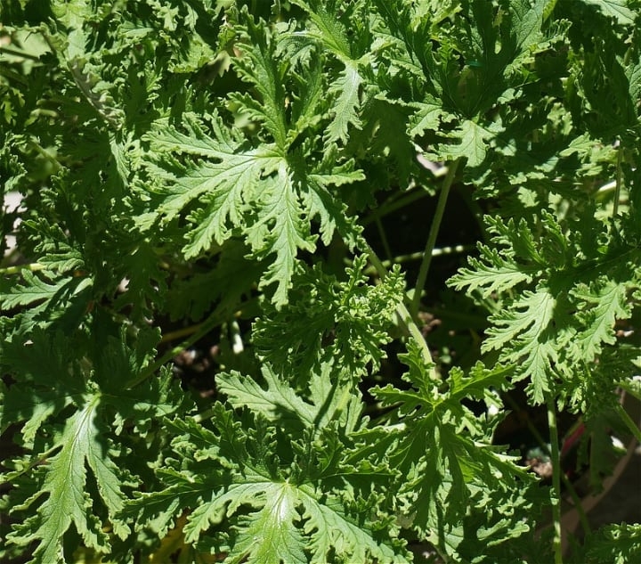pelargonium citrosum leaves