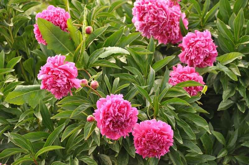 peonies perennials peonies perennials
