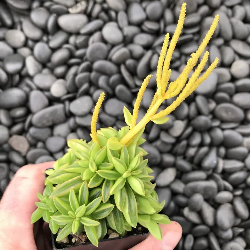 Planta de terrario peperomia