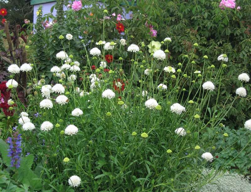 perennial flowers list perennial flowers list