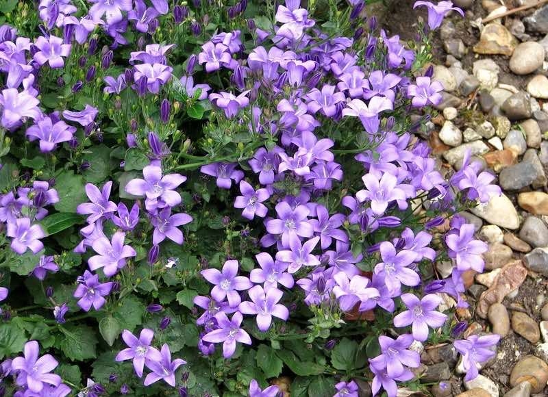 perennial flowers seeds perennial flowers seeds