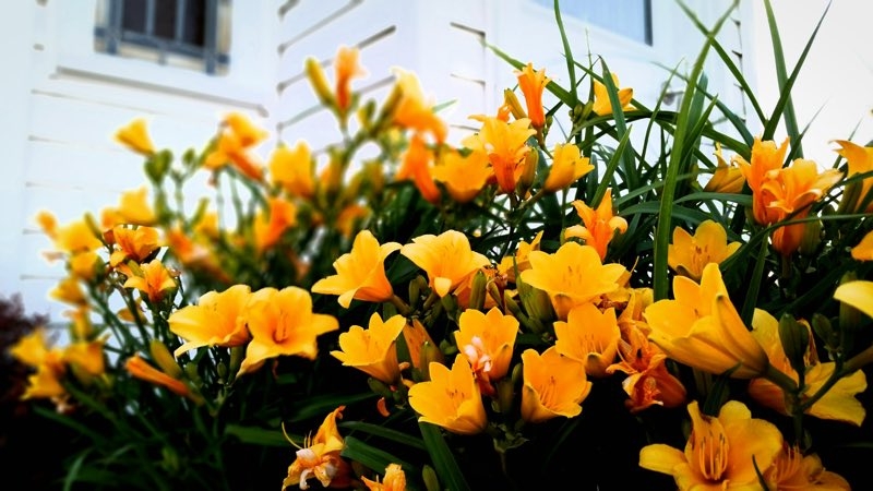 perennial flowers that bloom all summer perennial flowers that bloom all summer