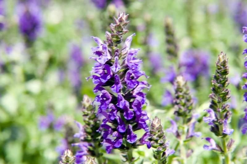 perennial salvia perennial salvia
