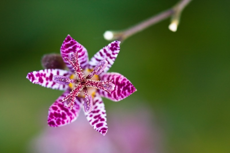 perennial shade plants perennial shade plants