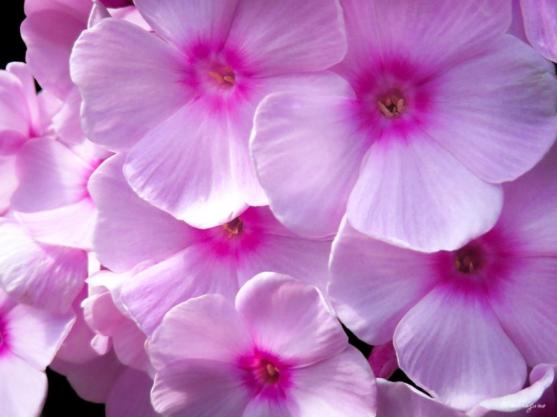 perennial vs annual perennial vs annual