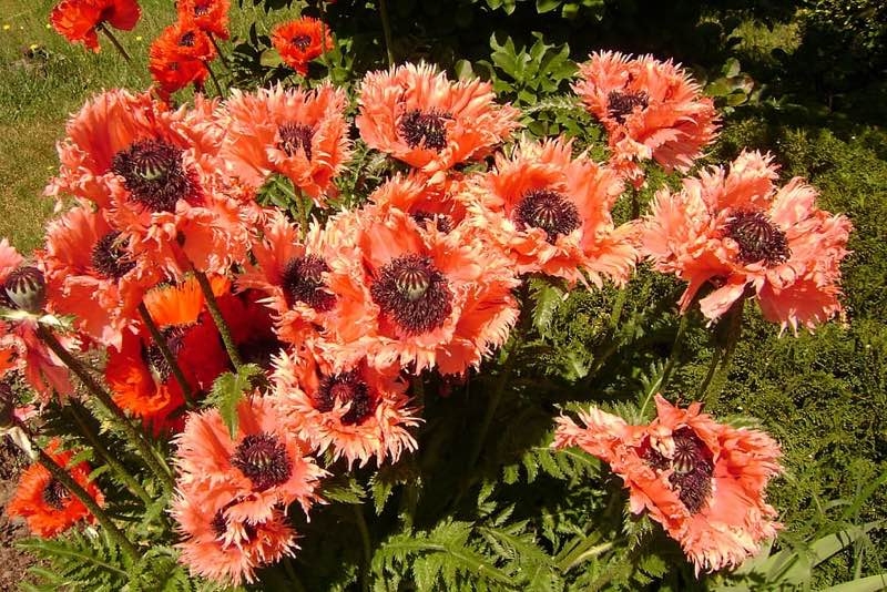 perennials for shade perennials for shade