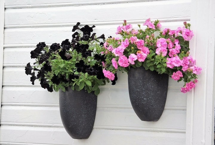 petunia wall garden petunia wall garden