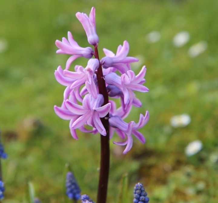 pink pearl hyacinth pink pearl hyacinth