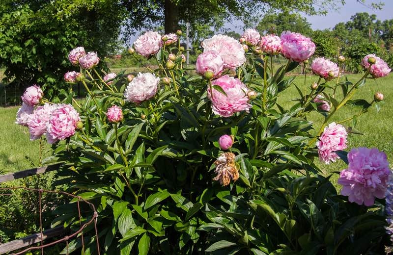 pink peonies perennials pink peonies perennials