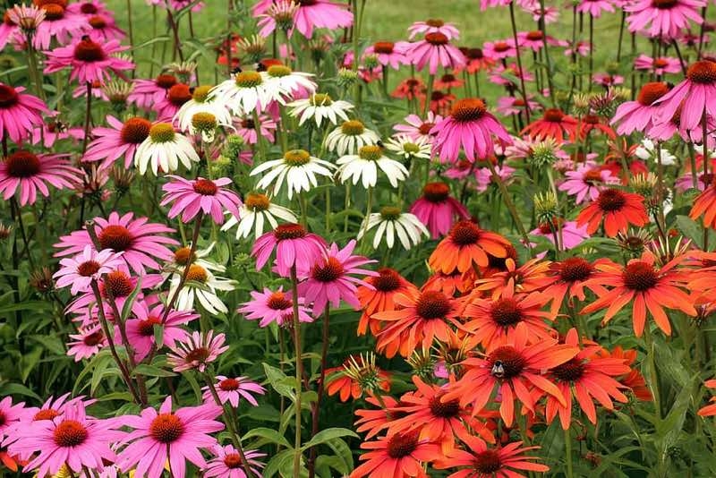 pink perennials pink perennials
