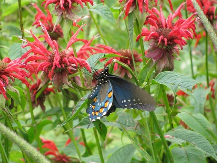 pipe vine swallowtail butterfly on a bee balm pipe vine swallowtail butterfly on a bee balm
