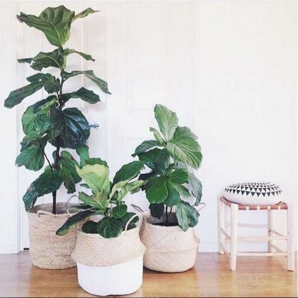 Plant Pots Extra Large Plant Pots Extra Large