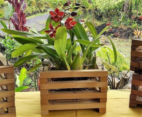 Plant Pots For Orchids Plant Pots For Orchids